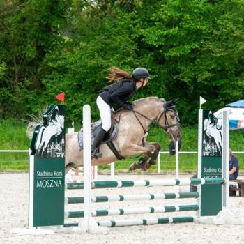Horses For Sale Large Konik Dinalino Gelding Pony with Talent Large Konik Dinalino Gelding Pony with Talent, Steve Brody, Horses For Sale, Norfolk
