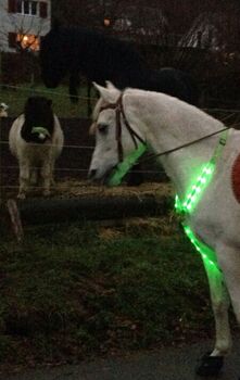 Reithelme ohne Vorgeschirr und Schweifleuchte, LED Sicherheitsleuchte Vorgeschirr- und Schweifleuchte SET LED Sicherheitsleuchte Vorgeschirr- und Schweifleuchte SET, ohne Vorgeschirr und Schweifleuchte, Sandra Anna, Reithelme, Tecknau