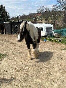 Liebe Tinkerstute sucht Bewegung 🥰, Nicole Lier, Reitbeteiligungen, Karlsdorf b. Enzersdorf/ Fischa 