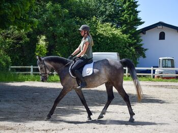 Pferd kaufen: Liebevoll aufgezogener 4-jähriger Shagya Araber Wallach Liebevoll aufgezogener 4-jähriger Shagya Araber Wallach, Katrin Aberer, Pferd kaufen, Braunau