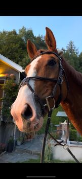 Pferd kaufen: Liebevolle Stute zu verkaufen Liebevolle Stute zu verkaufen, Laura Meier, Pferd kaufen, Heiden