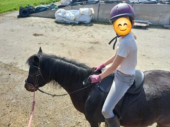 Pferd kaufen: Liebevolles Kuschelpony sucht neuen Wirkungskreis Liebevolles Kuschelpony sucht neuen Wirkungskreis, Lisa, Pferd kaufen, Untergallaberg