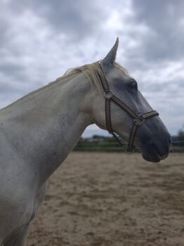Pferd kaufen: Lipizzaner Stute Lipizzaner Stute, Scharmann michaela, Pferd kaufen, Vasoldsberg