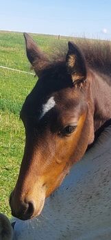 Pferd kaufen: Little Bonito Hengst Fohlen PRE-Araber-Mix Little Bonito Hengst Fohlen PRE-Araber-Mix, Britta Schmitt , Pferd kaufen, Kierspe