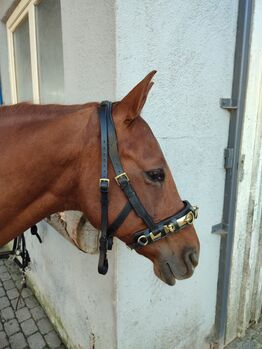 Loesdau Lederkappzaum Größe WB, Loesdau  Kappzaum , Jenny, Longieren, Eichstegen