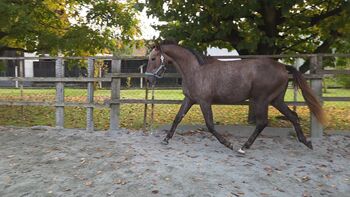 Horses For Sale Vielversprechende Stute! Vielversprechende Stute!, Barbara Granig, Horses For Sale, Unterwart