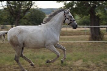 Lusitano Wallach, Shirin Sahin, Horses For Sale, Altenstadt 