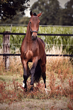 Lusitano Younger mit einem Herzen aus Gold, Eva Gehrke, Horses For Sale, Bocholt