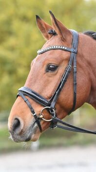 Bridles & Headstalls BUSSE Luxury, Trense Luxury von BUSSE VB Trense Luxury von BUSSE VB, BUSSE Luxury, Milena, Bridles & Headstalls, Sindelfingen