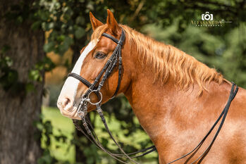 Pferd kaufen: Makar - Ungarisches Pony, Wallach, 12 Jahre, Fuchs mit Blesse Makar - Ungarisches Pony, Wallach, 12 Jahre, Fuchs mit Blesse, WOW Pferd (WOW Pferd), Pferd kaufen, Bayern - Attenkirchen