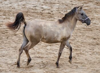 Horses For Sale MANJA - Konik-Stufohlen, *01/2024, 135cm (gemessen) MANJA - Konik-Stufohlen, *01/2024, 135cm (gemessen), Sabine Koch, Horses For Sale, Schefflenz