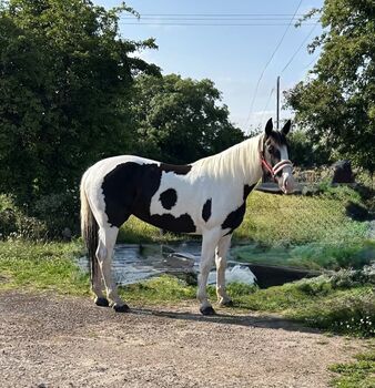 Horses For Sale Mare Quality IDX 5yr Old Ready to break Mare Quality IDX 5yr Old Ready to break, Michealle, Horses For Sale, Cardiff