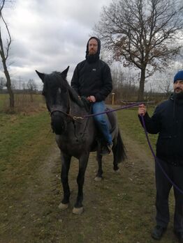 Pferd kaufen: Mario 12 Jahre als bedingt reitbar 1800,- Mario 12 Jahre als bedingt reitbar 1800,-, Super Mario, Pferd kaufen, Hamburg Lohbrügge