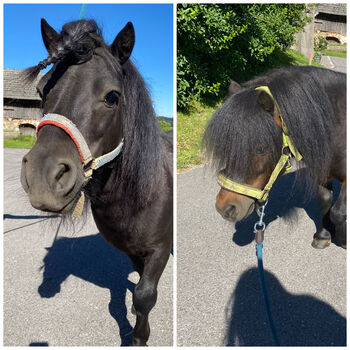 Maxi & Tobi suchen ein neues Zuhause! <3, Birgit Hagn, Horses For Sale, Stroheim