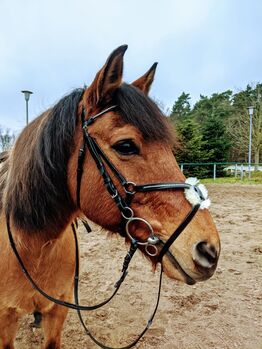 Mexikanisches Reithalfter, Angelina, Nosebands, Kühlungsborn 