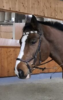 Micklem Standart Horse/WB, Rambo Micklem Competition Bridle, Kirsten Reiser, Trensen, Weil der Stadt