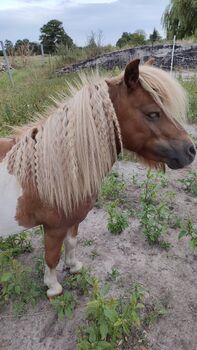 Mini Shetland Pony Deckhengst Schecke, Daniela, Pferd kaufen, Oebisfelde
