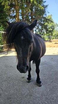 Pferd kaufen: Mini Shetty Rosalina Mini Shetty Rosalina, Denise, Pferd kaufen, Aurolzmünster