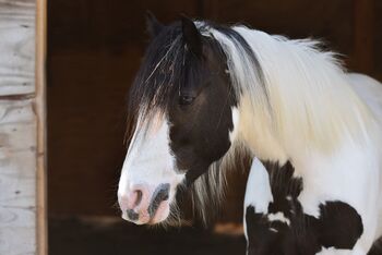 Pferd kaufen: Mini Tinkerstute Mini Tinkerstute, Wiebke Weidner , Pferd kaufen, Reichardtswerben