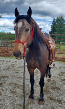 Pferd kaufen: Mustang Wallach aus Kanada Mustang Wallach aus Kanada, Nicole, Pferd kaufen, Kerns