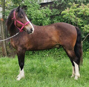 Neues zu Hause charly, Nagy Horses , Horses For Sale, Mezőberény 