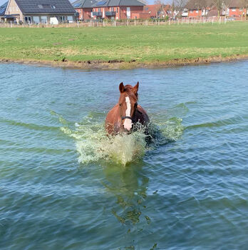 Pferd kaufen: Niederländisches Reitpony Niederländisches Reitpony, Ulrike Plümpe, Pferd kaufen, Meppen