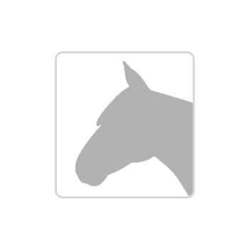 Quarterhorse Stute von 04/2021, aus SG Frozen Enterprize (ICEMAN), Kathi, Pferd kaufen, Harpstedt 
