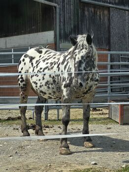 Pferd kaufen: Noriker Stute Noriker Stute, Bösch, Pferd kaufen, Baden