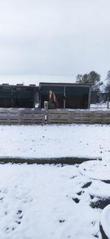 Offenstallplatz für Isländer, Ma, Horse Stables, Dortmund