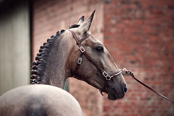 Herausragender PSL Lusitano von Escorial für das große Viereck, Eva Gehrke, Horses For Sale, Bocholt