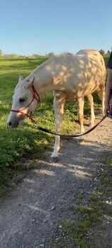 Pferd kaufen: Paint Horse Stute Palomino Paint Horse Stute Palomino, Me , Pferd kaufen, Halver