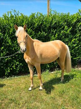 Pferd kaufen: Palomino / Barbiepony 🌸 Palomino / Barbiepony 🌸, FB, Pferd kaufen, Mixdorf