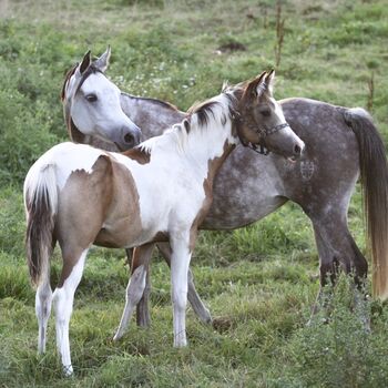 Partbred Araber 76% Araber Anteil Vollblutaraber, Kathi, Pferd kaufen, Löwenberger Land