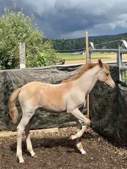 Pferd kaufen: Partbred Araber 82 % Hengstfohlen Partbred Araber 82 % Hengstfohlen, Cowgirl Sue, Pferd kaufen, Murgenthal