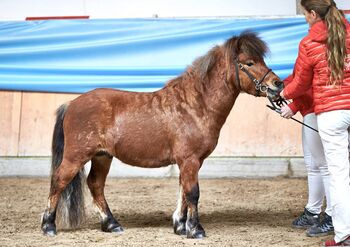 Partbred Shetlandpony Hengst gekört, Glück Simone, Pferd kaufen, Flörsbachtal