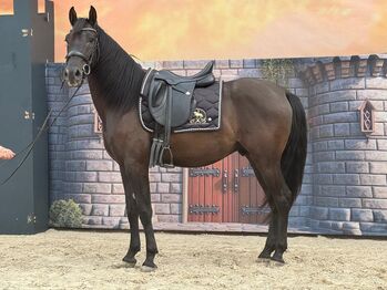 Pferd kaufen: Ein Pferd zum Verlieben - Andalusier mit Charme und Zukunft Ein Pferd zum Verlieben - Andalusier mit Charme und Zukunft, Kerstin Rehbehn (Pferdemarketing Ost), Pferd kaufen, Nienburg