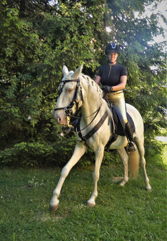 Pflegebeteiligung oder Reitbeteiligung für Lusitano zu vergeben, CN, Reitbeteiligungen, Altusried