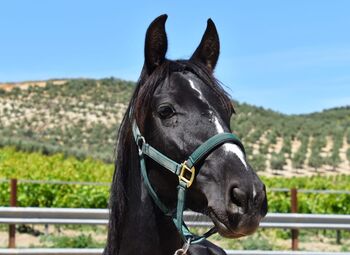 Pferd kaufen: Picara Arenosas - PRE Pura Raza Espanola, Stute, 4 Jahre, Rappe mit Blesse Picara Arenosas - PRE Pura Raza Espanola, Stute, 4 Jahre, Rappe mit Blesse, WOW Pferd (WOW Pferd), Pferd kaufen, Bayern - Attenkirchen