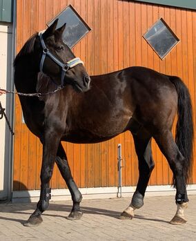 Horses For Sale Polnisches Edel  Warmblut Polnisches Edel  Warmblut, Jennifer Fröhlich , Horses For Sale, Dülmen