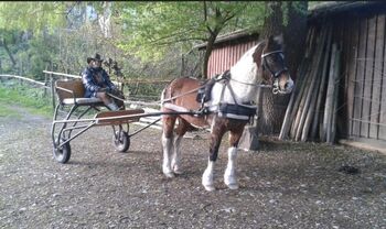 Pony Kutsche Sulky, Eigenbau, Nadja, Kutschen, Bodnegg