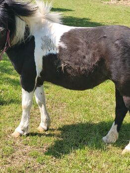 Pony zu Verkaufen, Beatrix, Pferd kaufen, Pilgersdorf 