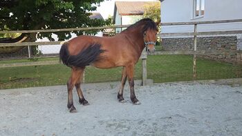 Pferd kaufen: Pony zum ausbilden! Pony zum ausbilden!, Barbara Granig, Pferd kaufen, Unterwart