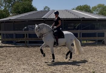 Horses For Sale PRE gelding for sale PRE gelding for sale, Martine, Horses For Sale, Horssen