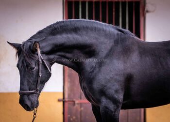 PRE Rappe barock kompakt Halbbruder/ full papers, Post-Your-Horse.com (Caballoria S.L.), Horses For Sale, Rafelguaraf