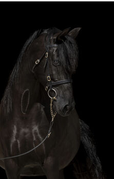 PRE Stute „Lujosa JF“ eine schwarze Perle, Yeguada Wiesca (Angelika Willms), Pferd kaufen, Ruppichteroth 