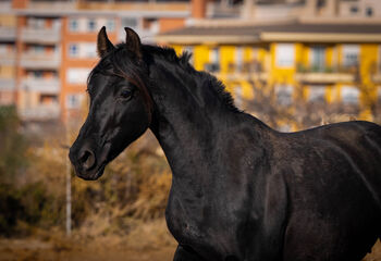 PRE Tragende Zuchtstute mit Fohlen von Ismaeli / champagne  / fullpapers, Post-Your-Horse.com (Caballoria S.L.), Horses For Sale, Rafelguaraf