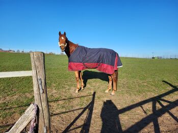 Hübscher Wallach zu verkaufen, Vanessa Rosenberg , Horses For Sale, Wolfsheim 