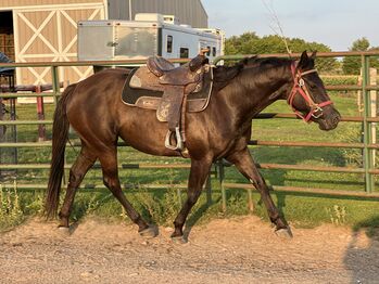 Project horse for sale, Jillian Helgeson, Pferd kaufen, Clear Lake