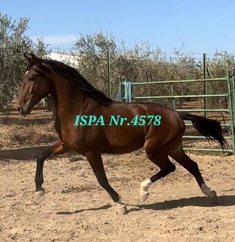 PSL Hengst direkt vom Zücher, ISPA - Iberische Sportpferde Agentur (ISPA - Iberische Sportpferde Agentur), Pferd kaufen, Bedburg