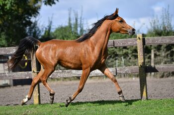 Vollblutaraber Stute, U.Denke, Horses For Sale, Freudenberg